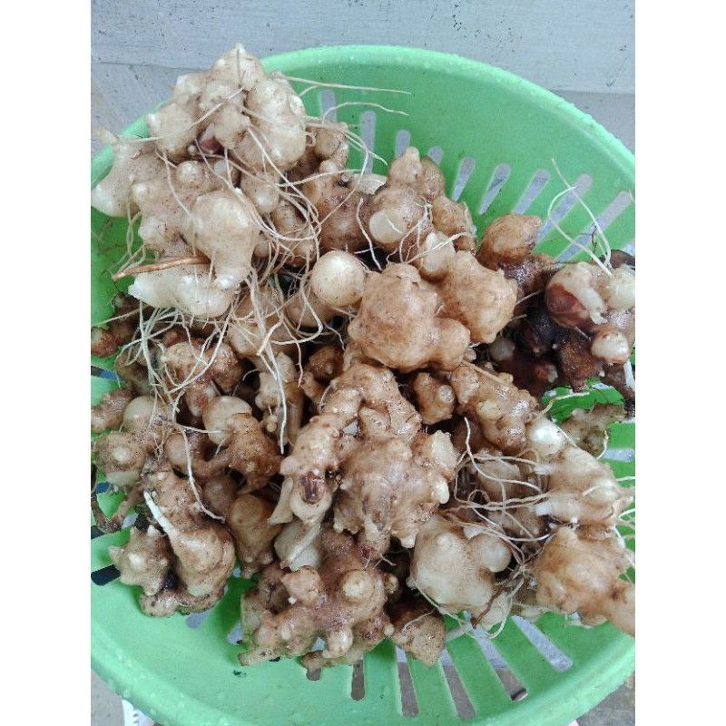 

Ubi samsit/Ubi Samcit 250gr