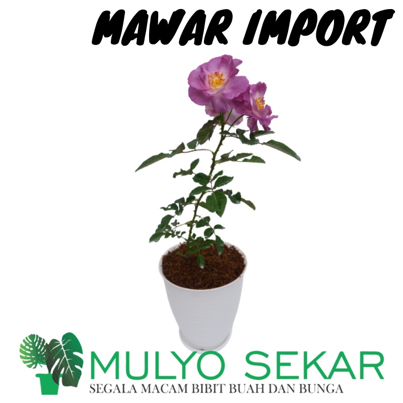 Tanaman Mawar Import BLUE FOR YOU Berbunga Wangi &amp; Bergaransi - Bunga Mawar Hidup Blue For You