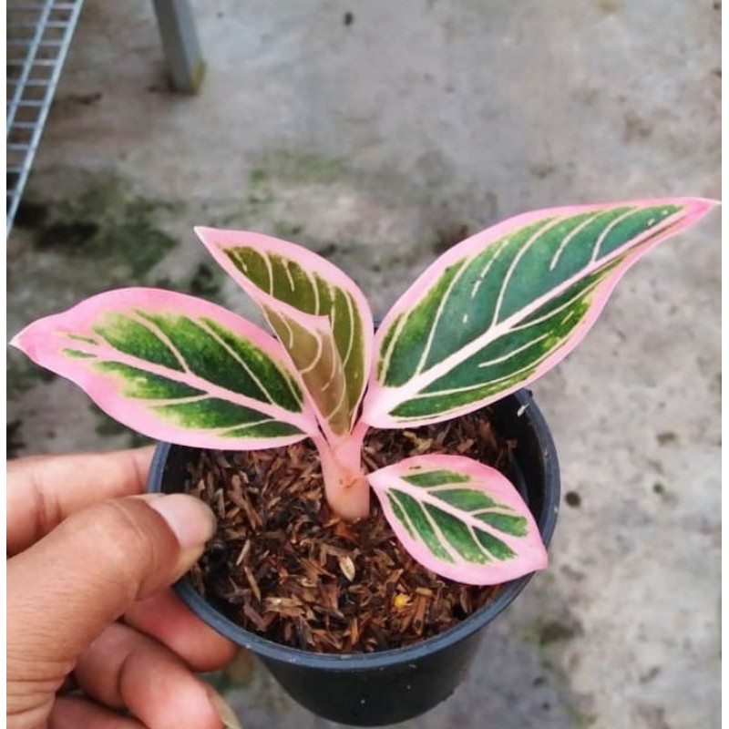 tanaman hias aglonema kw an lotus lipstik klasik aglonema lipstik klasik kw an lotus