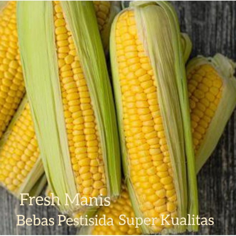 

JAGUNG MADU MANIS FRESH ( BEBAS PESTISIDA) 1 PCS