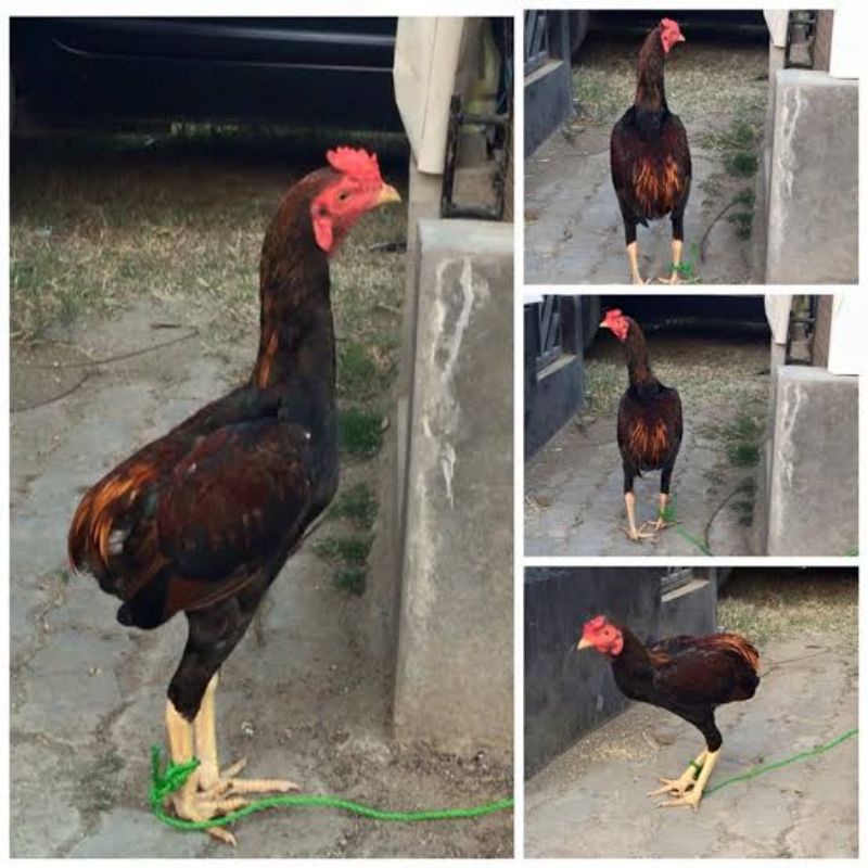 

TELUR AYAM TUKUNG FERTIL UNTUK DITETASKAN