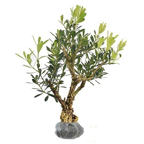 Bibit Bahan Bonsai Boxus