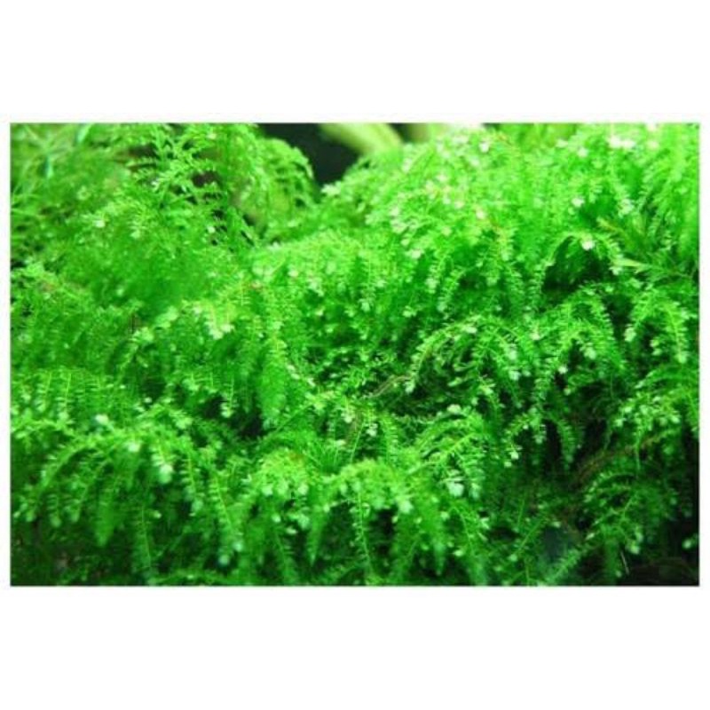 moss weeping tropica