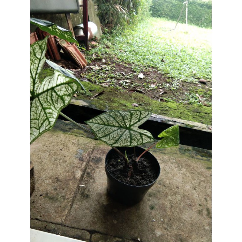 bunga keladi