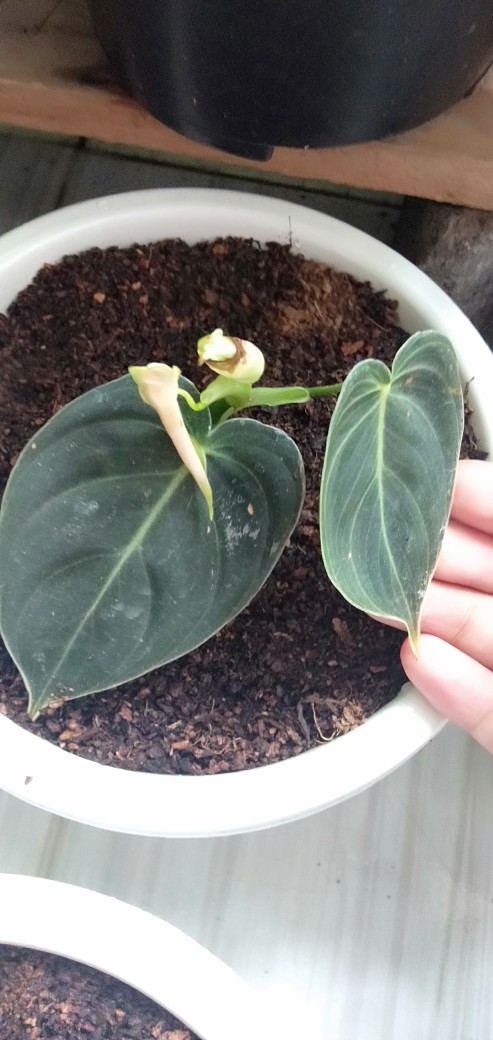 Tanaman Philodendron Melano