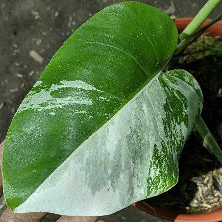 Monstera Variegata | Varigata | Monvar Albo