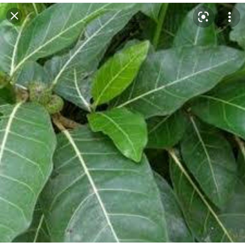 

Daun Awar Awar segar 1kg