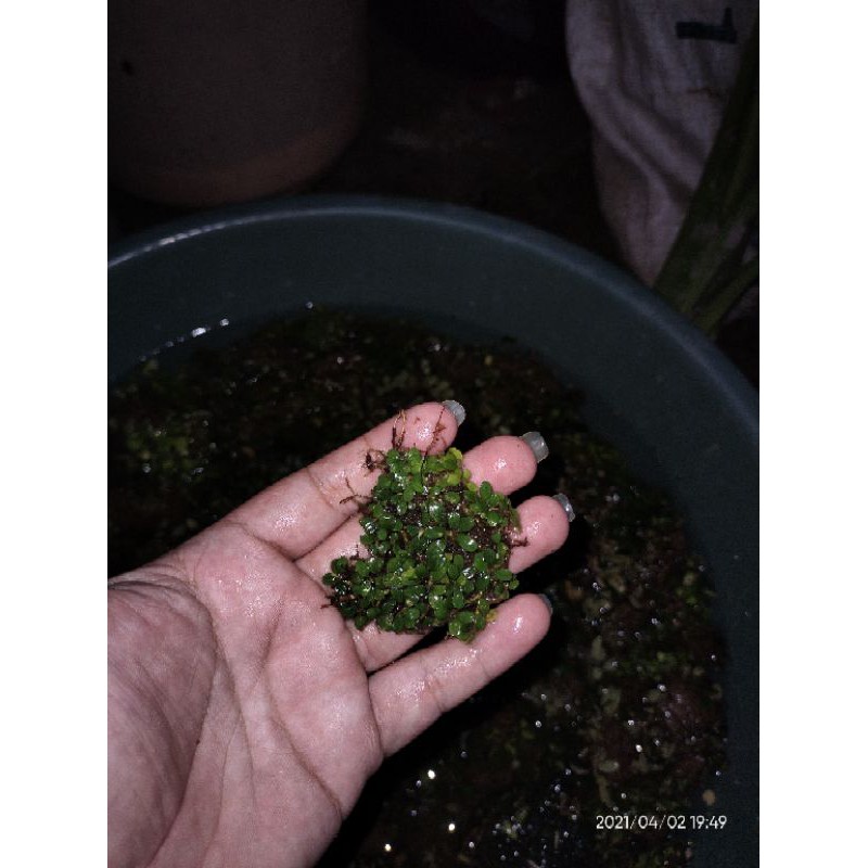 Buce Micro Clump Per Kilo (Indonesia Only)