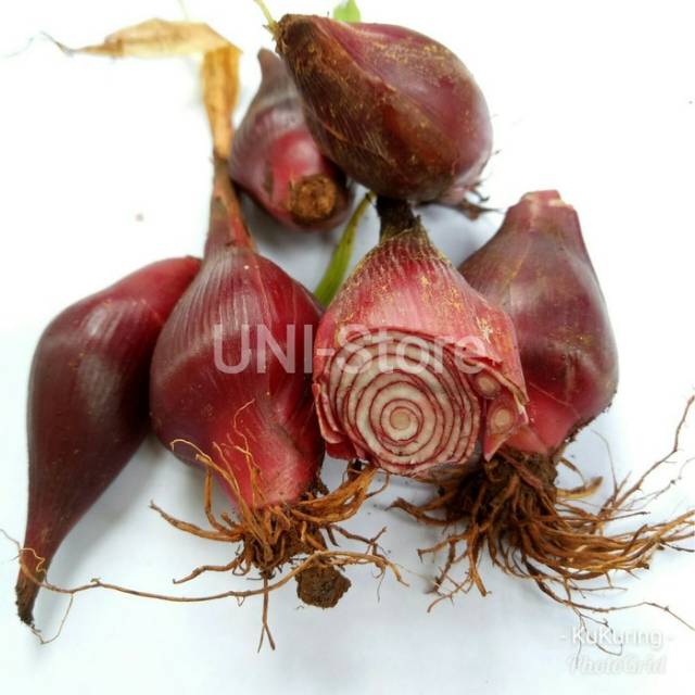 

BAWANG DAYAK FRESH 1KG SEGAR TIWAI BERLIAN OBAT HERBAL MAG KANKER DLL