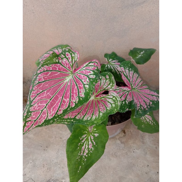 BUNGA WAYANG/KELADI WAYANG