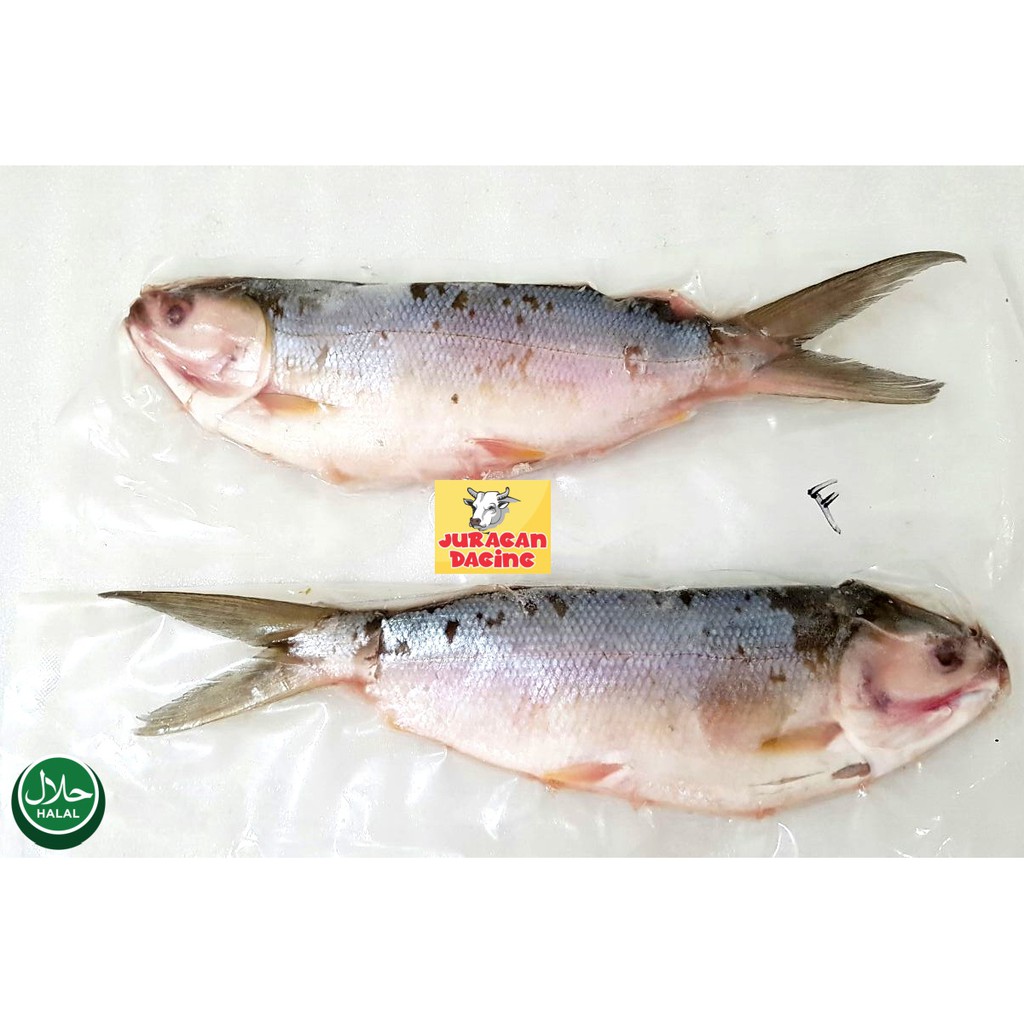 

IKAN BANDENG TANPA DURI 300 GR - HARGA SPECIAL !