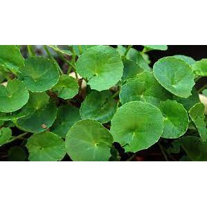 

Daun Pegagan Hebal Segar | Antanan TERMURAH ORIGINAL