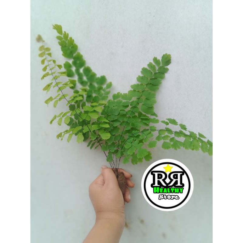 tanaman hias suplir pot suplir /tanaman suplir siap tanam