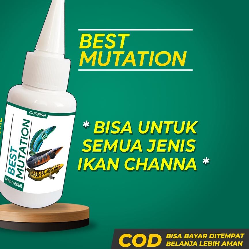 『30%』 Obat Mutasi Ikan Channa BEST MUTATION Vitamin Ikan Channa Maru Barca Asiatica Andrao Yellow Se