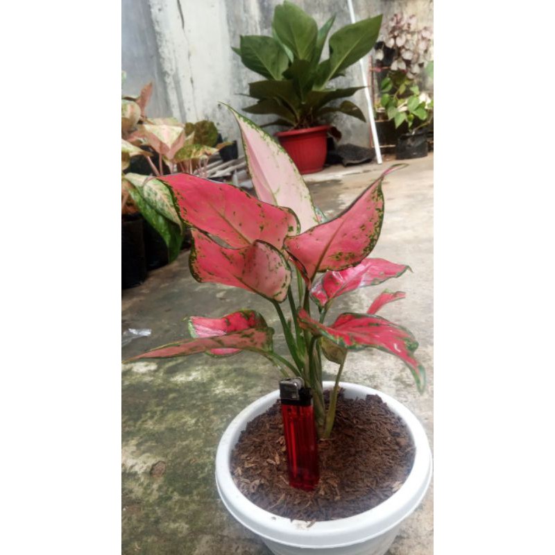

Red Anja