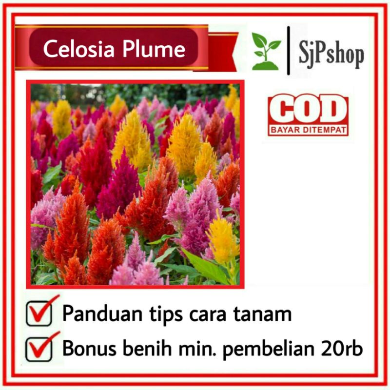 10 Benih / Bibit / Biji - Celosia Pampas Plume / Celosia Pagoda MIX
