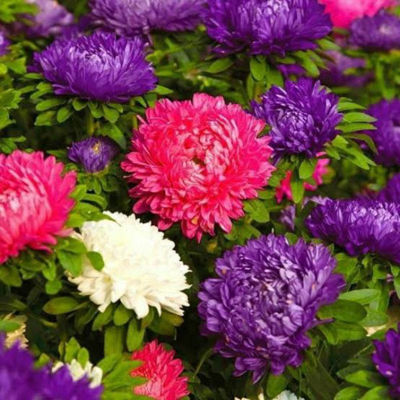 benih BUNGA ASTER RAINBOW MIX isi 2 biji bibit tanaman