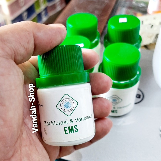 EMS Zat Mutasi dan Variegata Tanaman Hias Daun Esha Flora