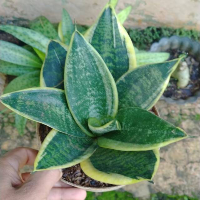 Tanaman sansivera mini variegata