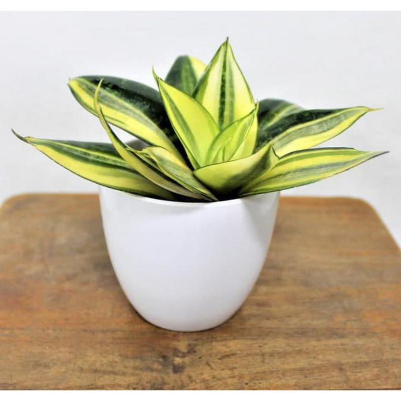 sansivera mini golden sansivera mini