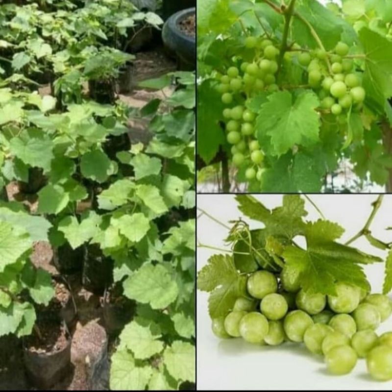 Tanaman Anggur Hijau Pohon Anggur hijau
