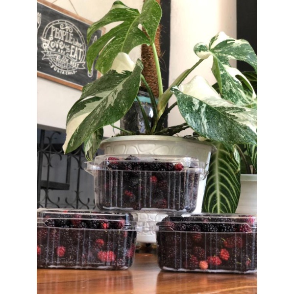

Mulberry / Blackberry Segar