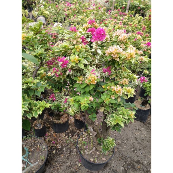 bougenville 3 warna sudah berbunga batang besar