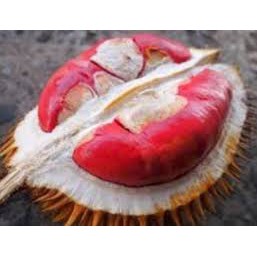 Bibit Durian Merah Kaki Tiga