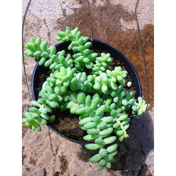 Baby Donkey Tail (Benih Donkey Tail) - 1 pcs isi 5