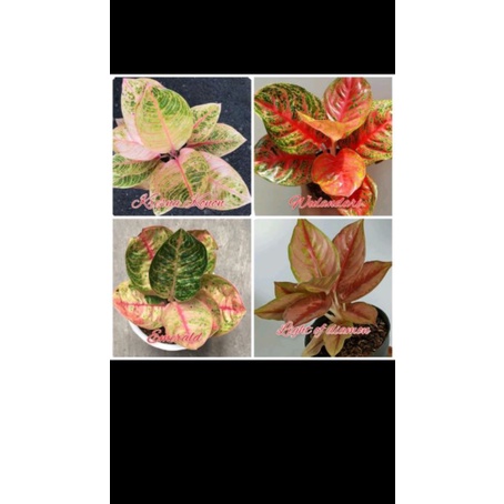 promo paket 4 baby aglonema Kresna conon, emerald, Wulandari,Lig of diamond