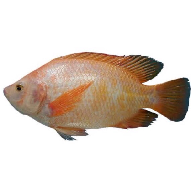 

NILA MERAH SEGAR