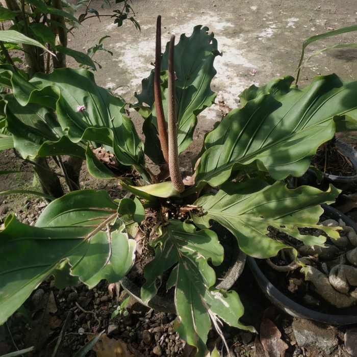 Tanaman Bunga gelombang cinta jumbo