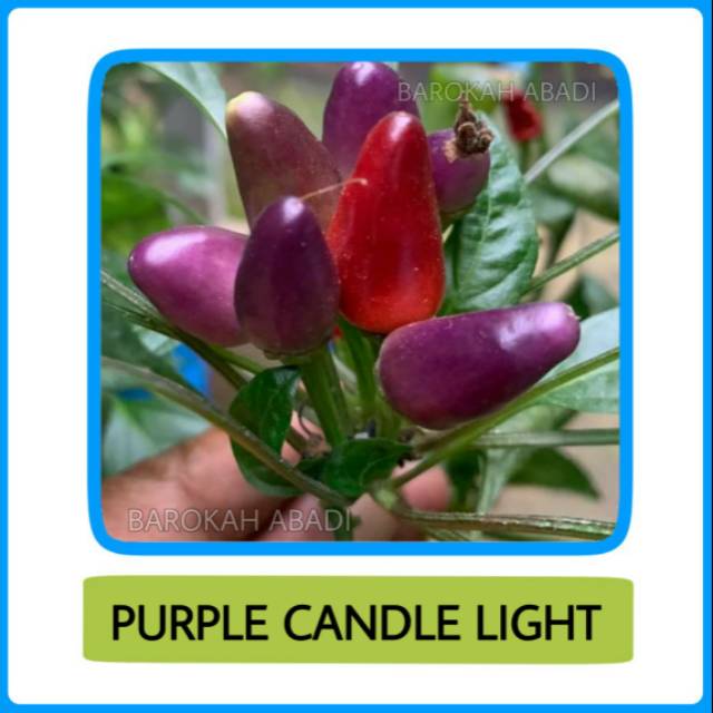 Benih Cabai Cabe Hias Ungu Purple Candle Light 5 biji