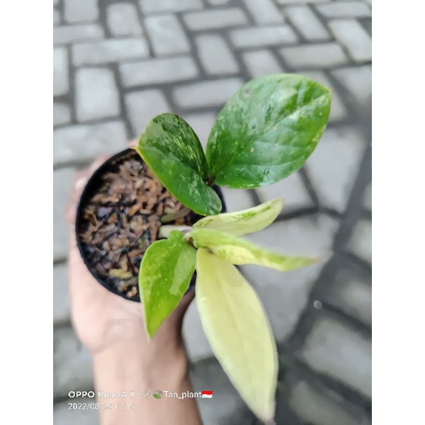 ZamiaCulcasVarigata