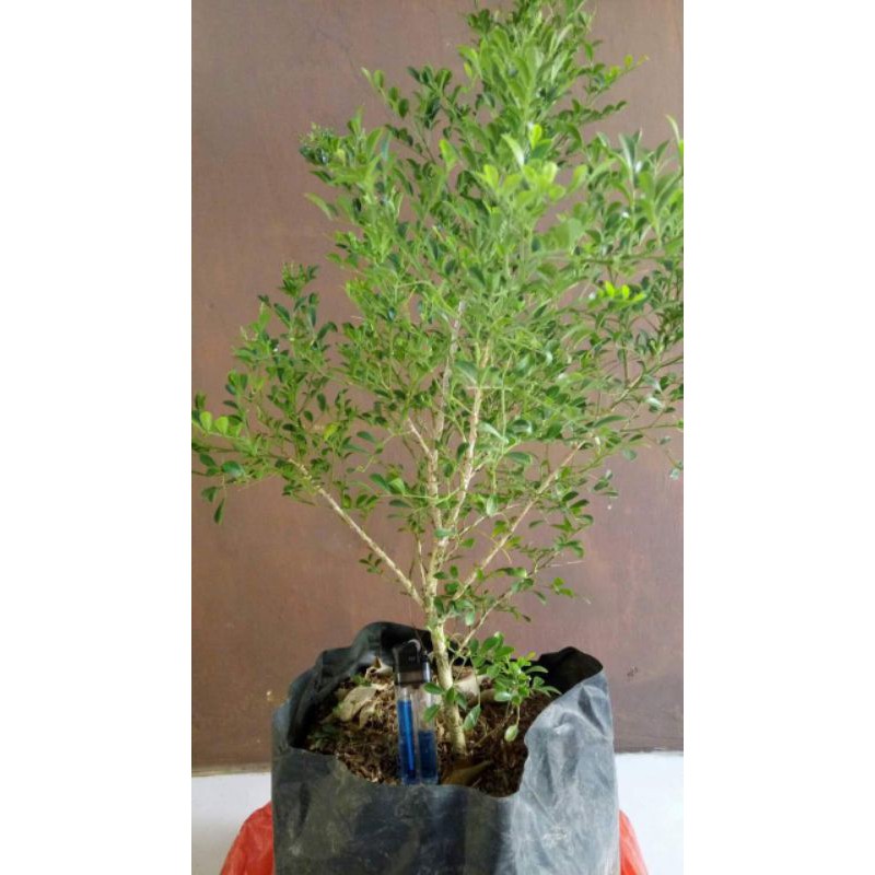 Bibit Bonsai Kemuning Micro