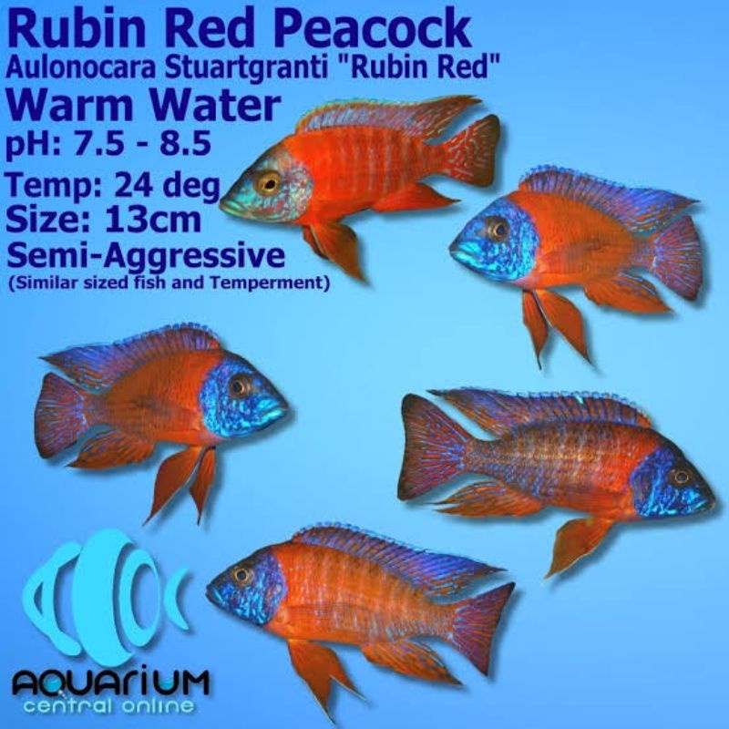 Red Rubin peacock cichlid aulonocara ikan hias aquarium