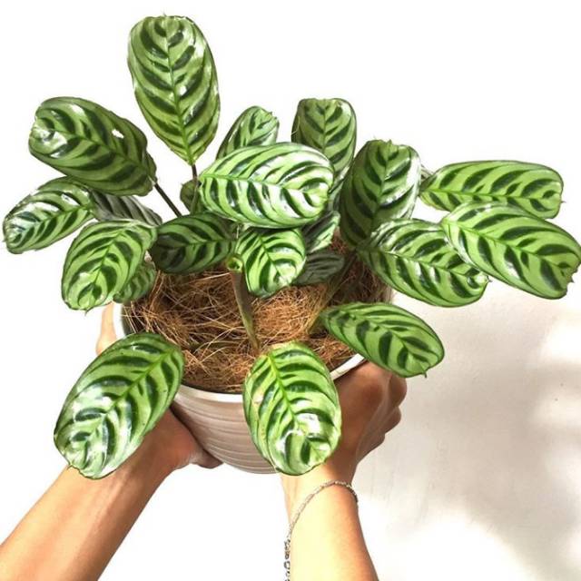 Tanaman hias hidup calathea sepat / tanaman hias calathea / calathea