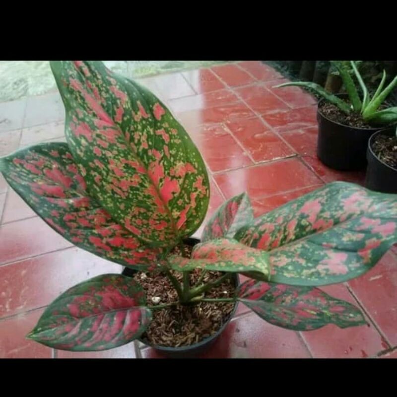 tanaman hias aglonema red venus-aglaonema red venus-aglonema venus-aglonema red venus-aglo venus
