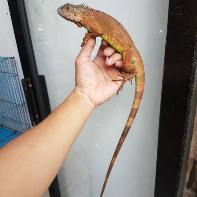 Iguana super red 65cm up