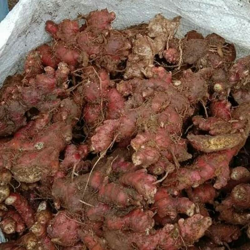 

jahe merah tua segar baru ambil kebun