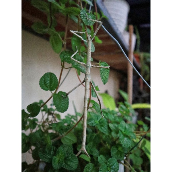 BELALANG TONGKAT RAKSASA EURYCNEMA VERSIRUBRA (7CM+)