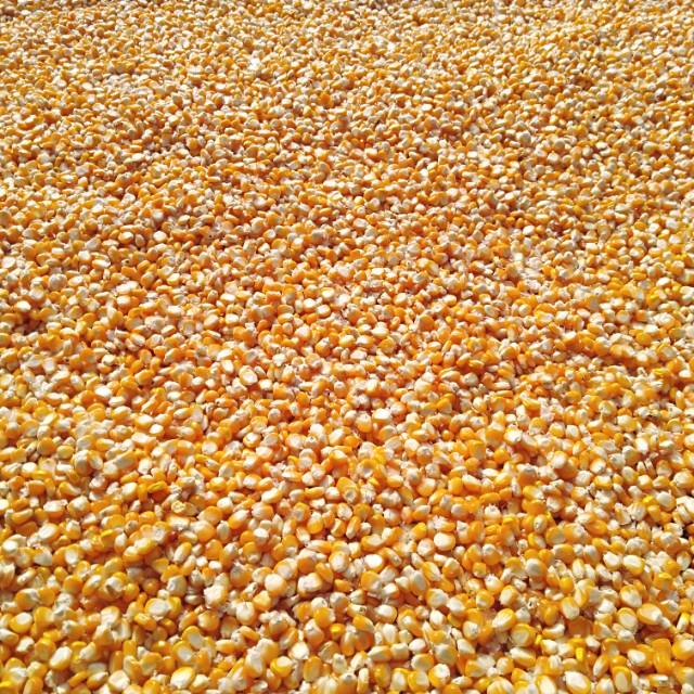 Pakan Ayam Burung Merpati Tekukur - Jagung Super