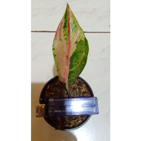 tanaman hias baby aglonema LOD daun 1 pelgol