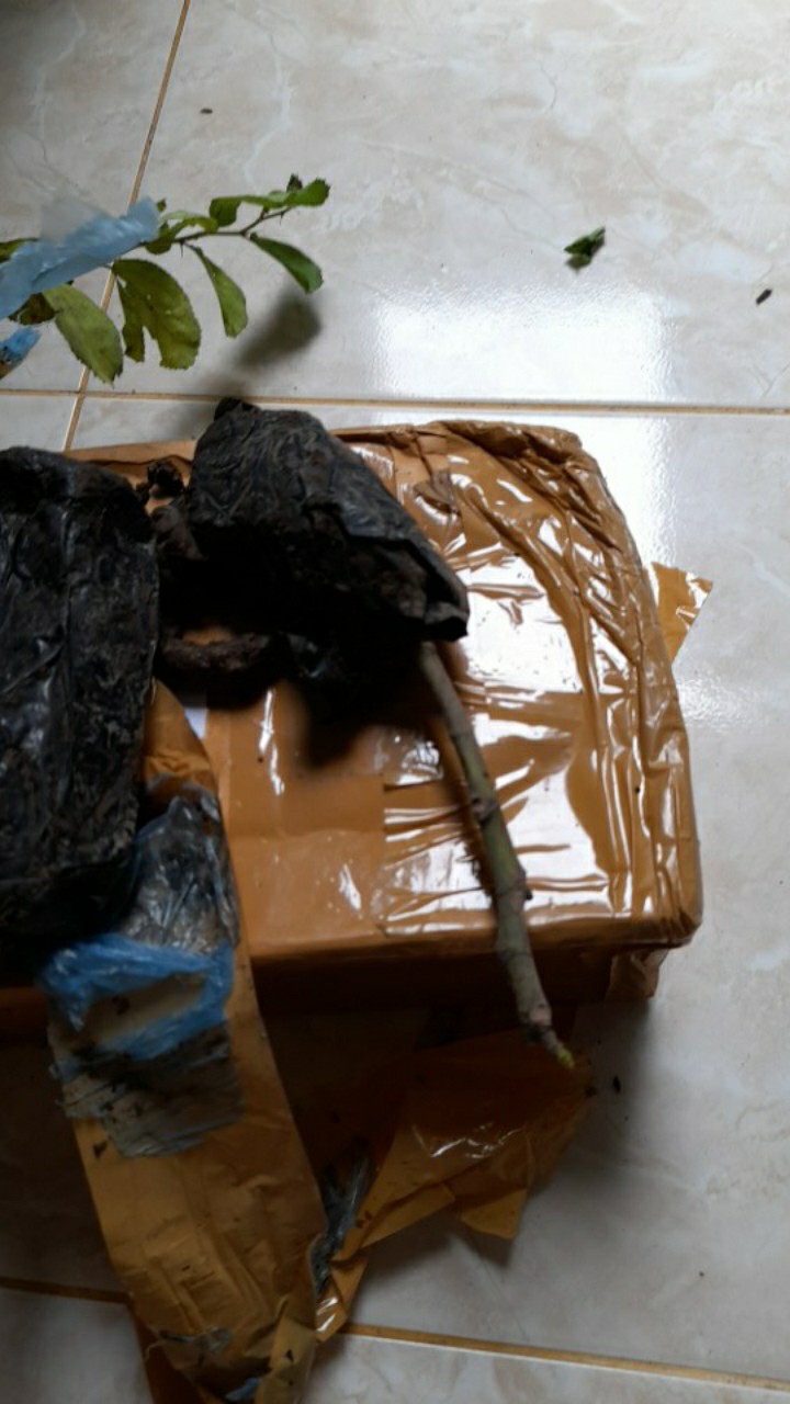 Bibit Tanaman Buah Tin Green Jordan Bibit Super Bibit Unggul