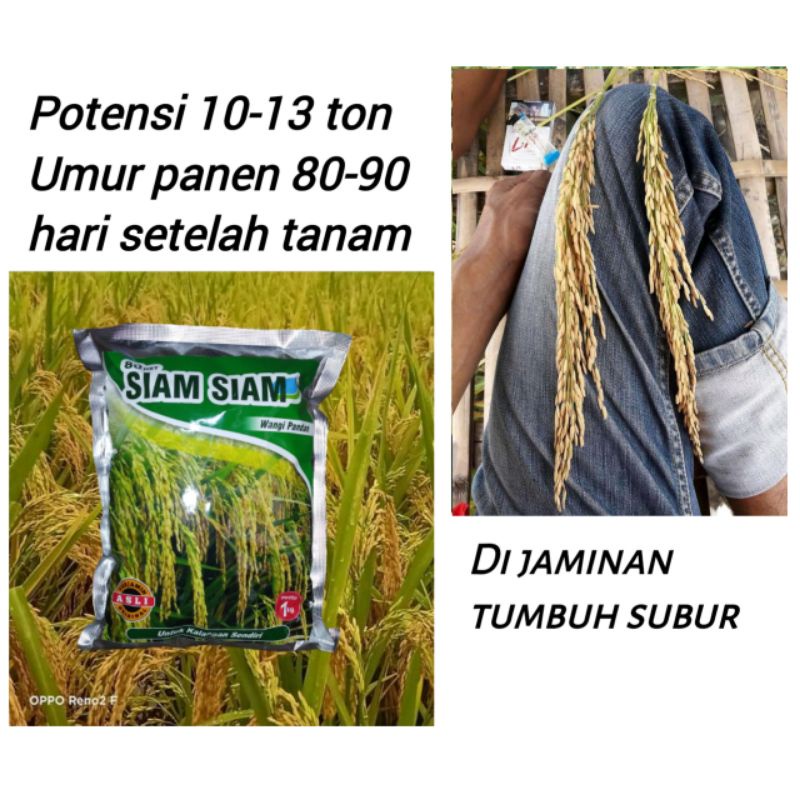 Benih Padi Siam siam aroma wangi pandan