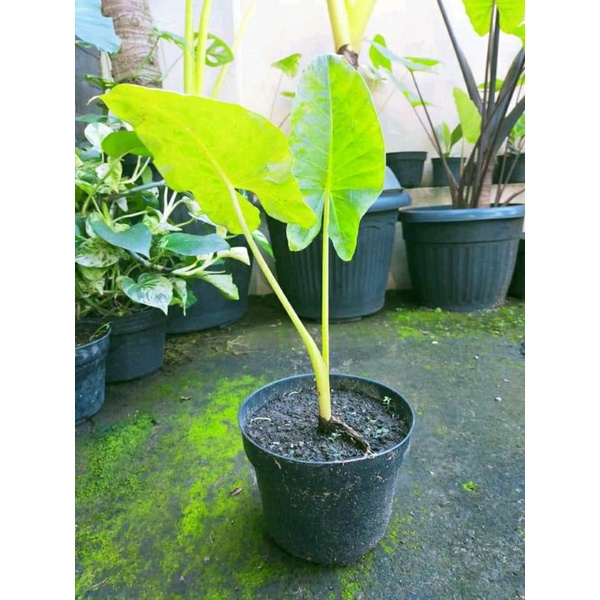 Tanaman Hias Koleksi Colocasia Golden