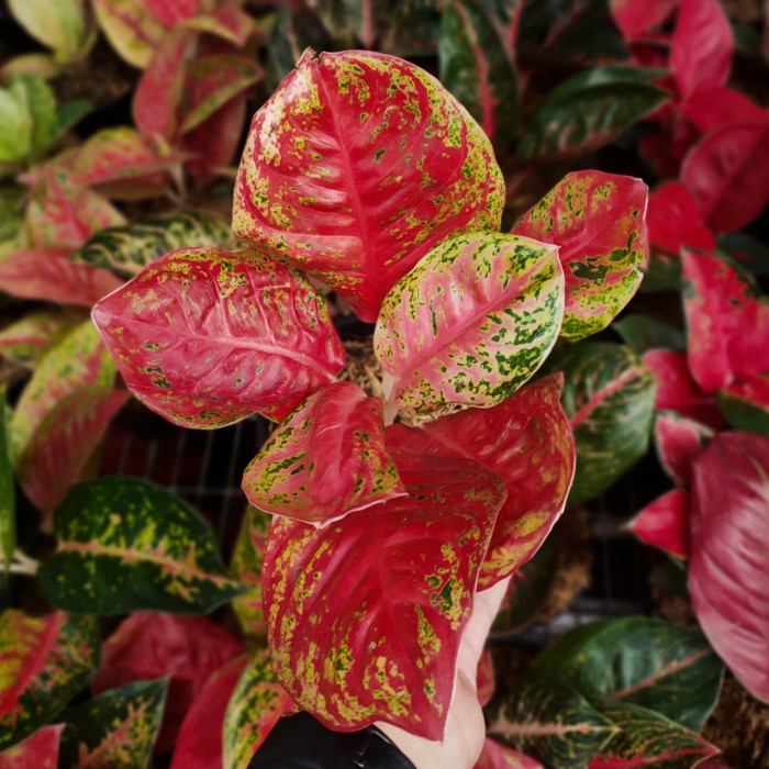 Promo Aglonema Wulandary Remaja