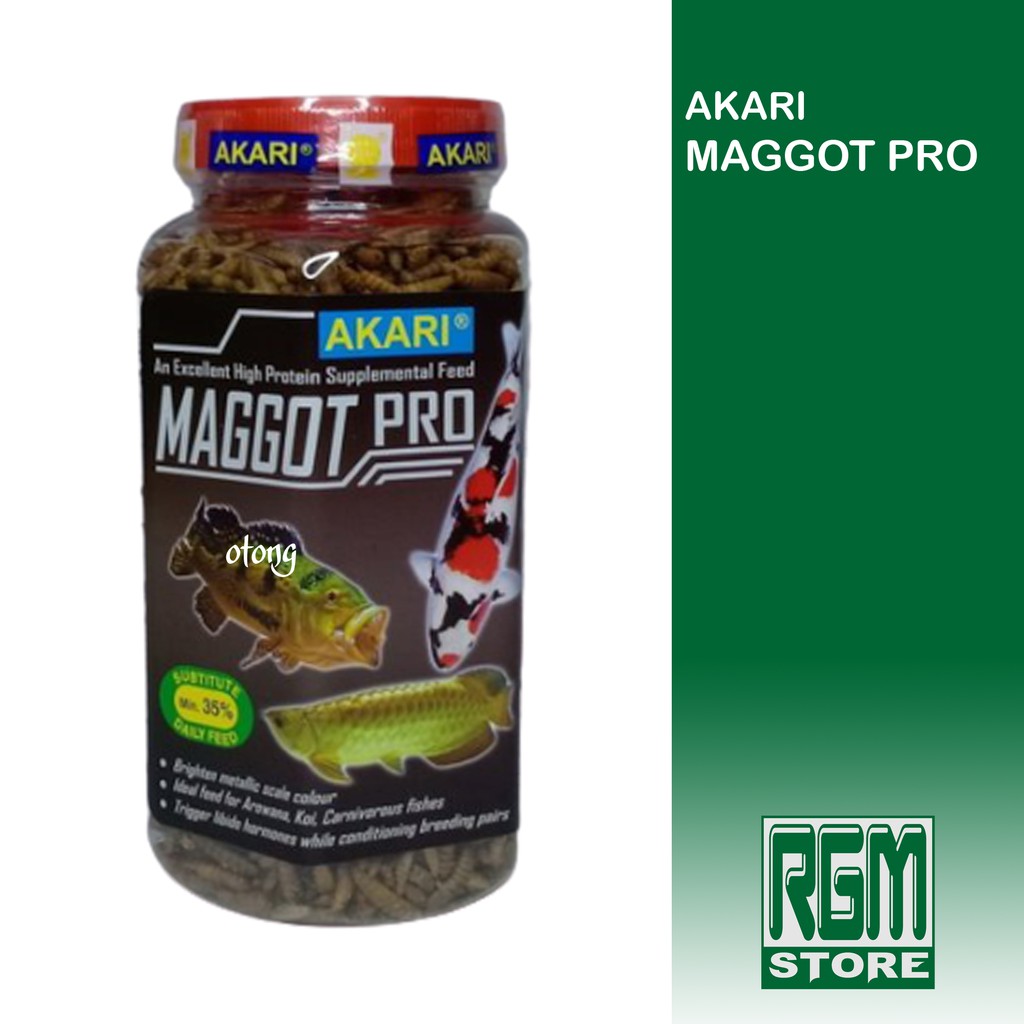 Akari Maggot magot pro magotpro makanan pakan ikan koi louhan arwana predator