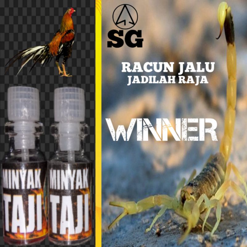ayam Bangkok aduan RACUN JALU KALAJENGKING winner petarung sabung ayam jago minyak taji