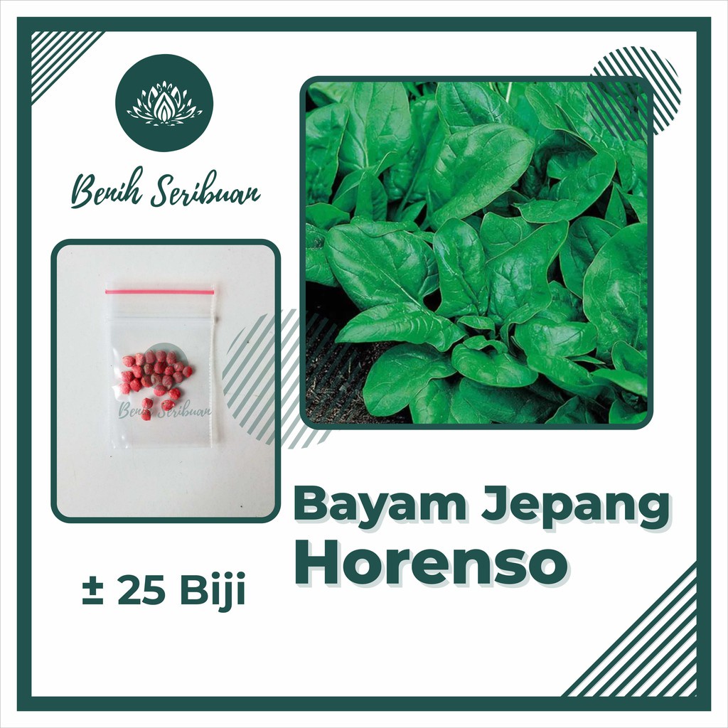 25 Biji Benih Bayam Jepang F1 Hibrida Horenzo Bibit Sayuran Super Horenso Alrite Tanaman Sayur